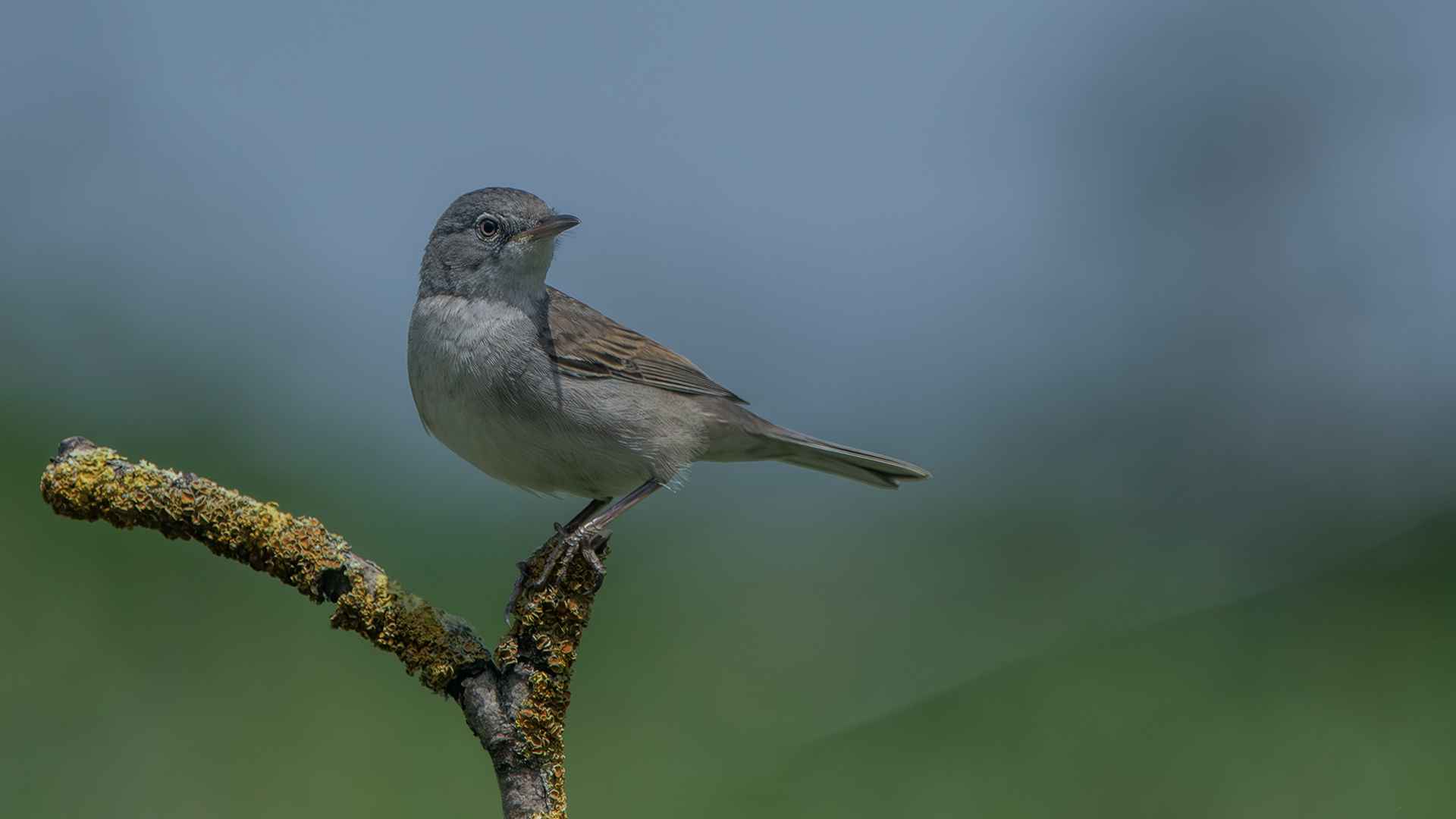 Greater Whitethroat